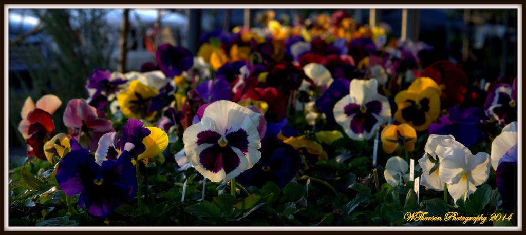 Colorful Pansies.jpg