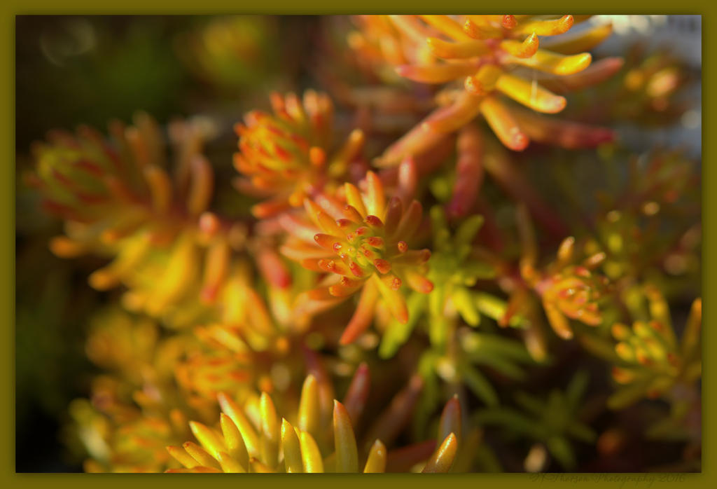 Colorful Sedum 4-3-2016.jpg