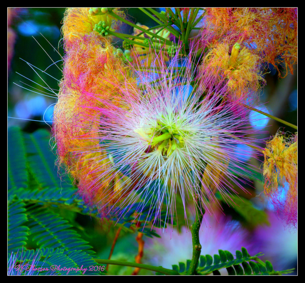 Colorful Whispy Flower 6-17-2016.jpg