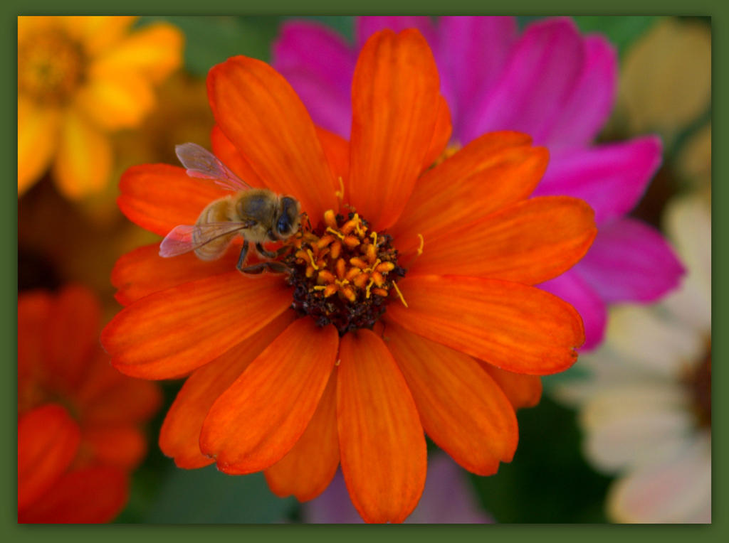 Colorful Zinnia's and a Bee.jpg
