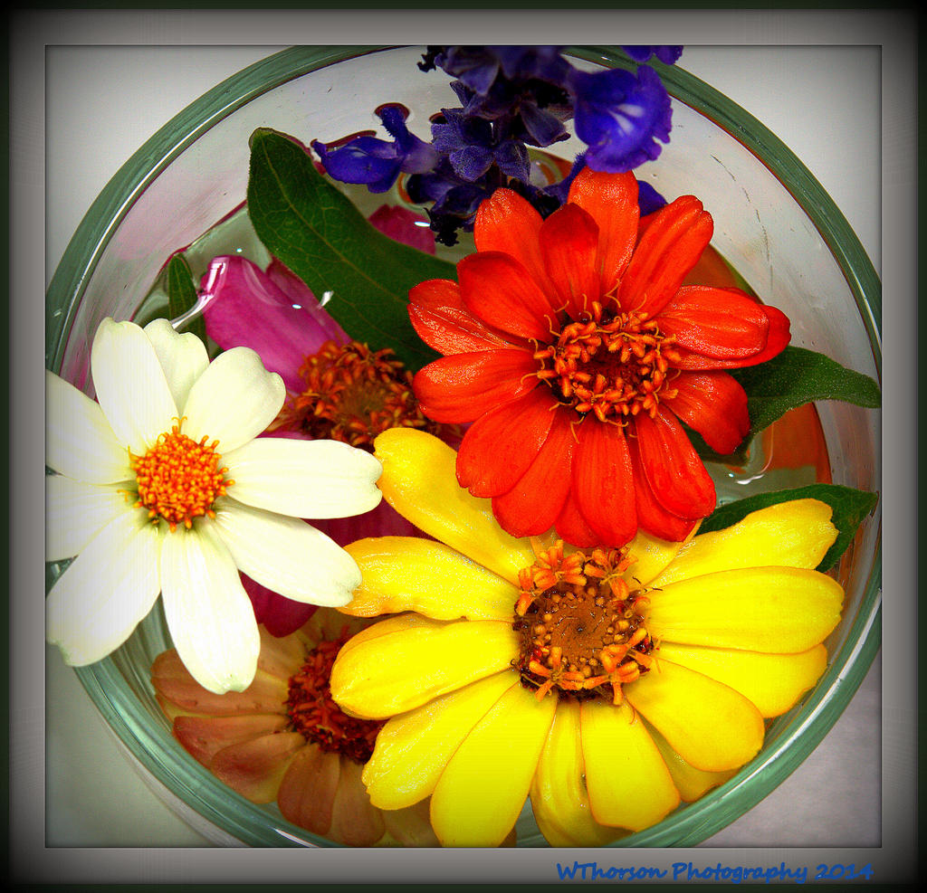 Colorful Zinnias.jpg
