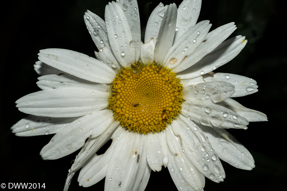 Colorless Explosion (1 of 1).jpg