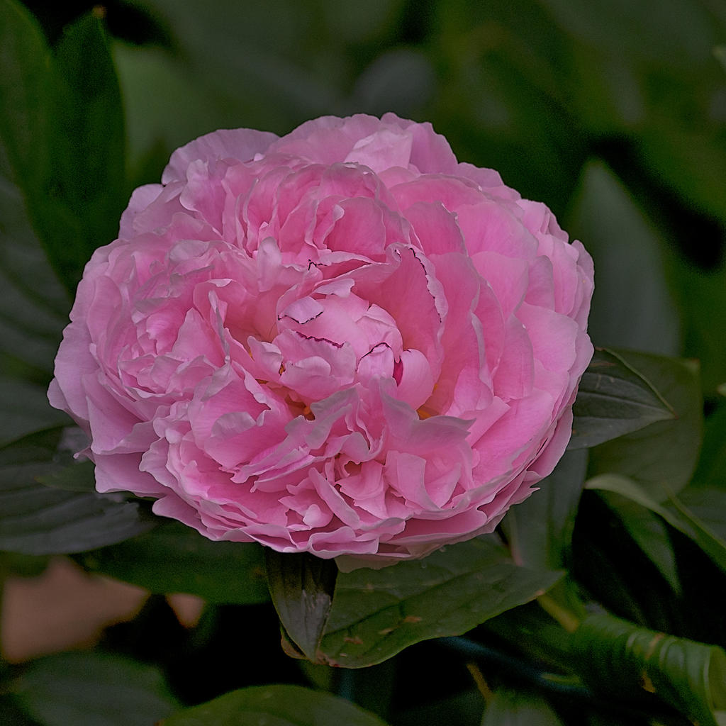 Colour-1.jpg