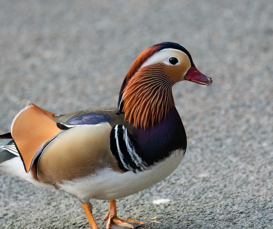 Coloured Duck2.jpg