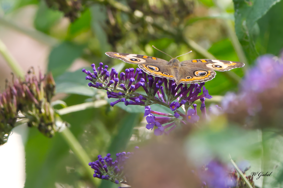 Common Buckeye sm.jpg