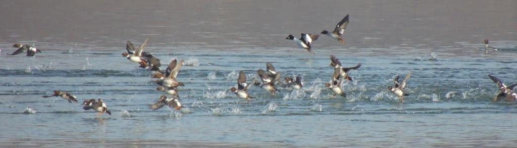 Common Goldeneye 1.jpg