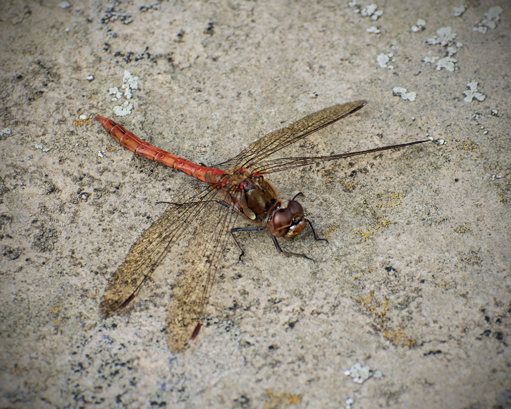 Common Red Darter-2_DSC3046.jpg