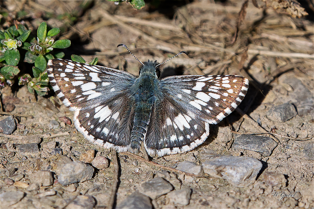 CommonCheckeredSkip5826 sm.jpg