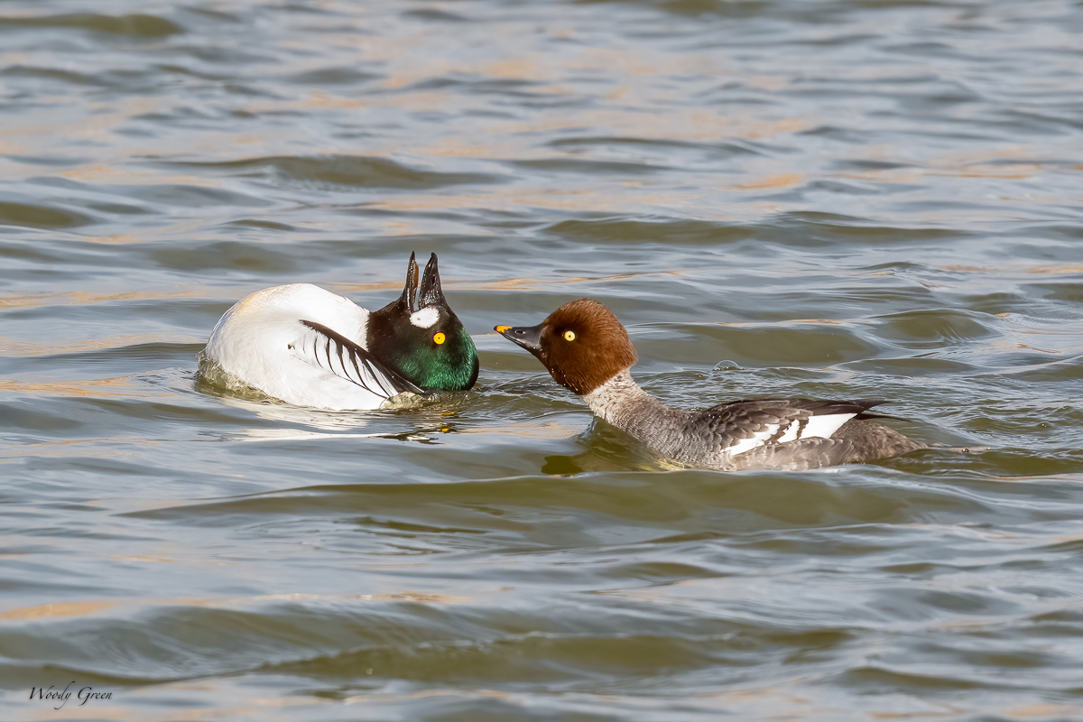 CommonGECourtship-576.jpg