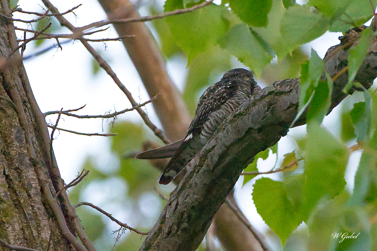 CommonNighthawk5256 sm.jpg