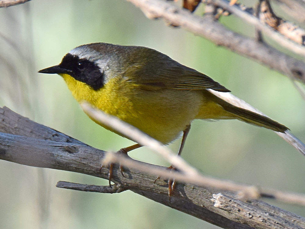CommonYellow2.jpg