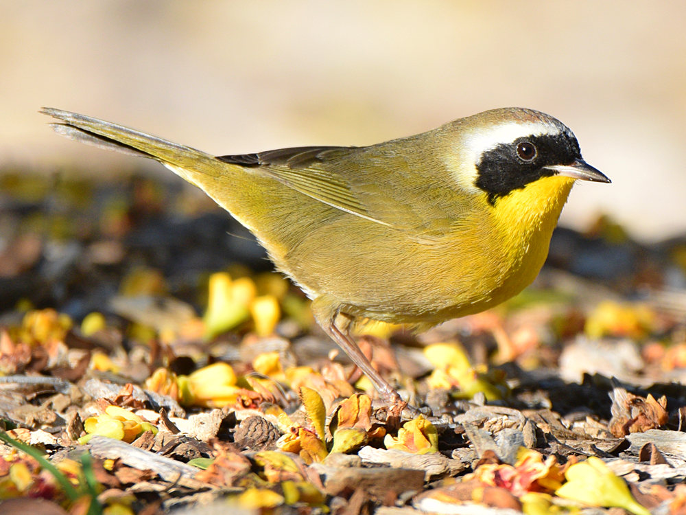 CommonYellow3.jpg