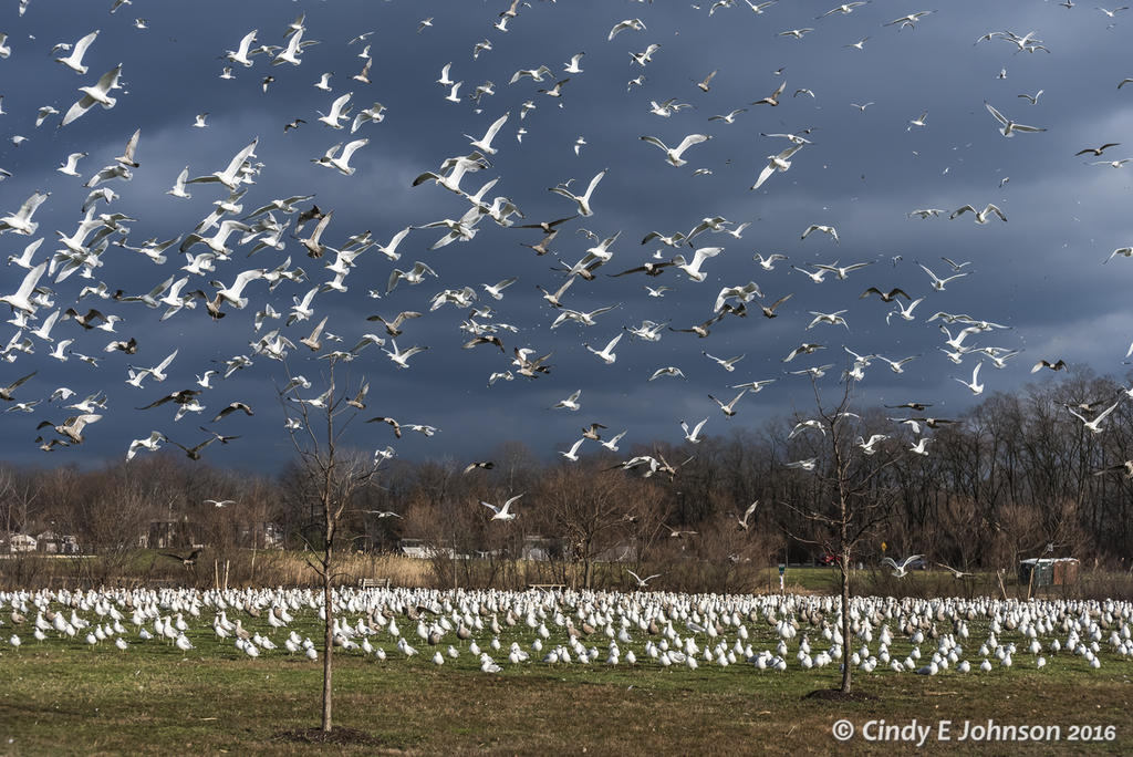 Community Park Seagulls 3.jpg