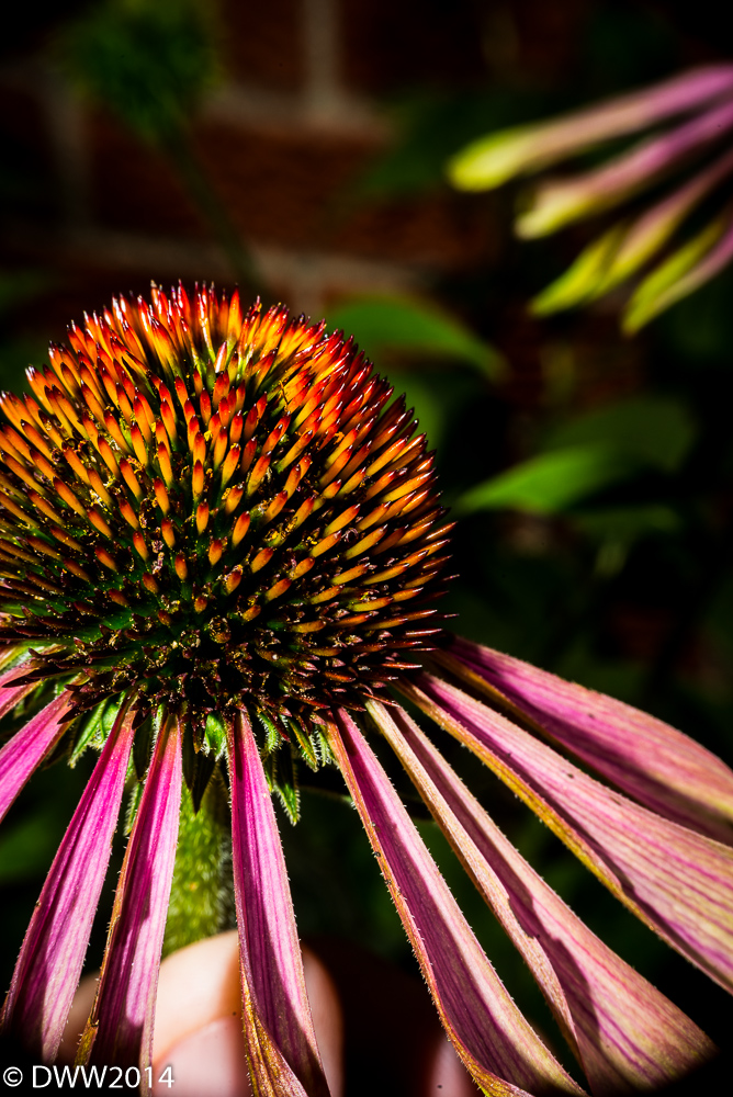 Cone Flower (1 of 1).jpg