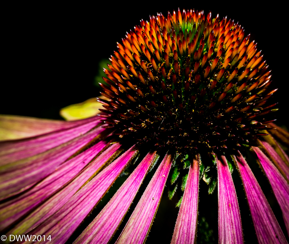 Cone Flower 2 (1 of 1).jpg