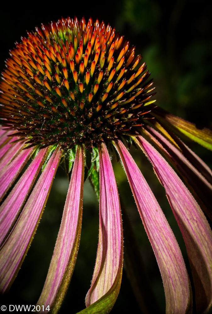 Cone Flower 3 (1 of 1).jpg