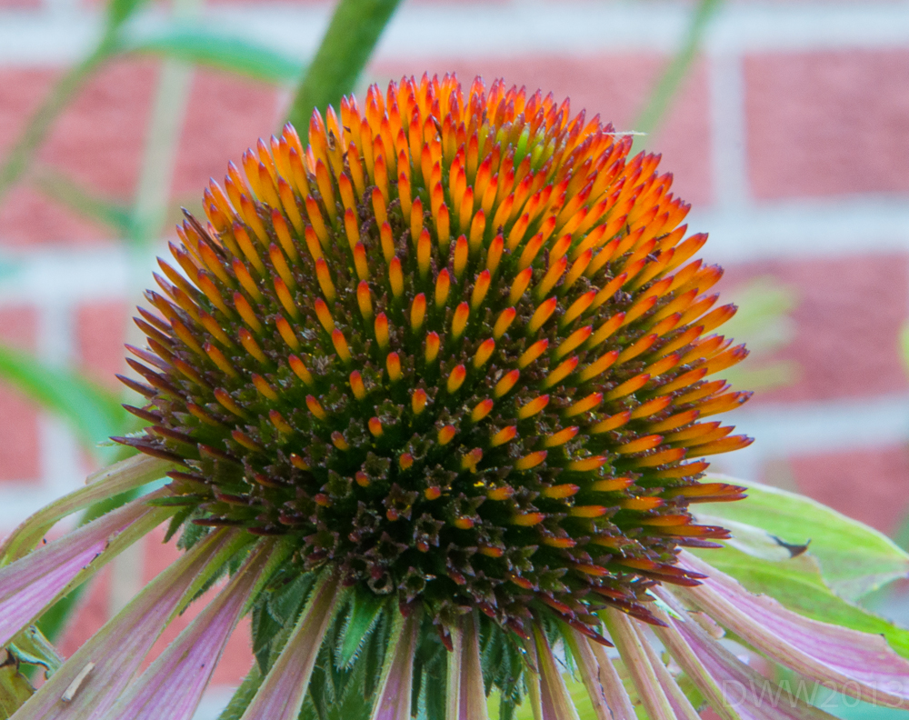 Cone flower seeds1 (1 of 1).jpg