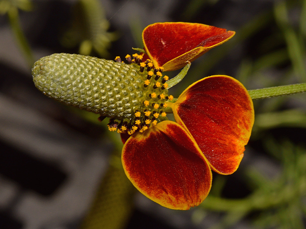 ConeFlower2.jpg