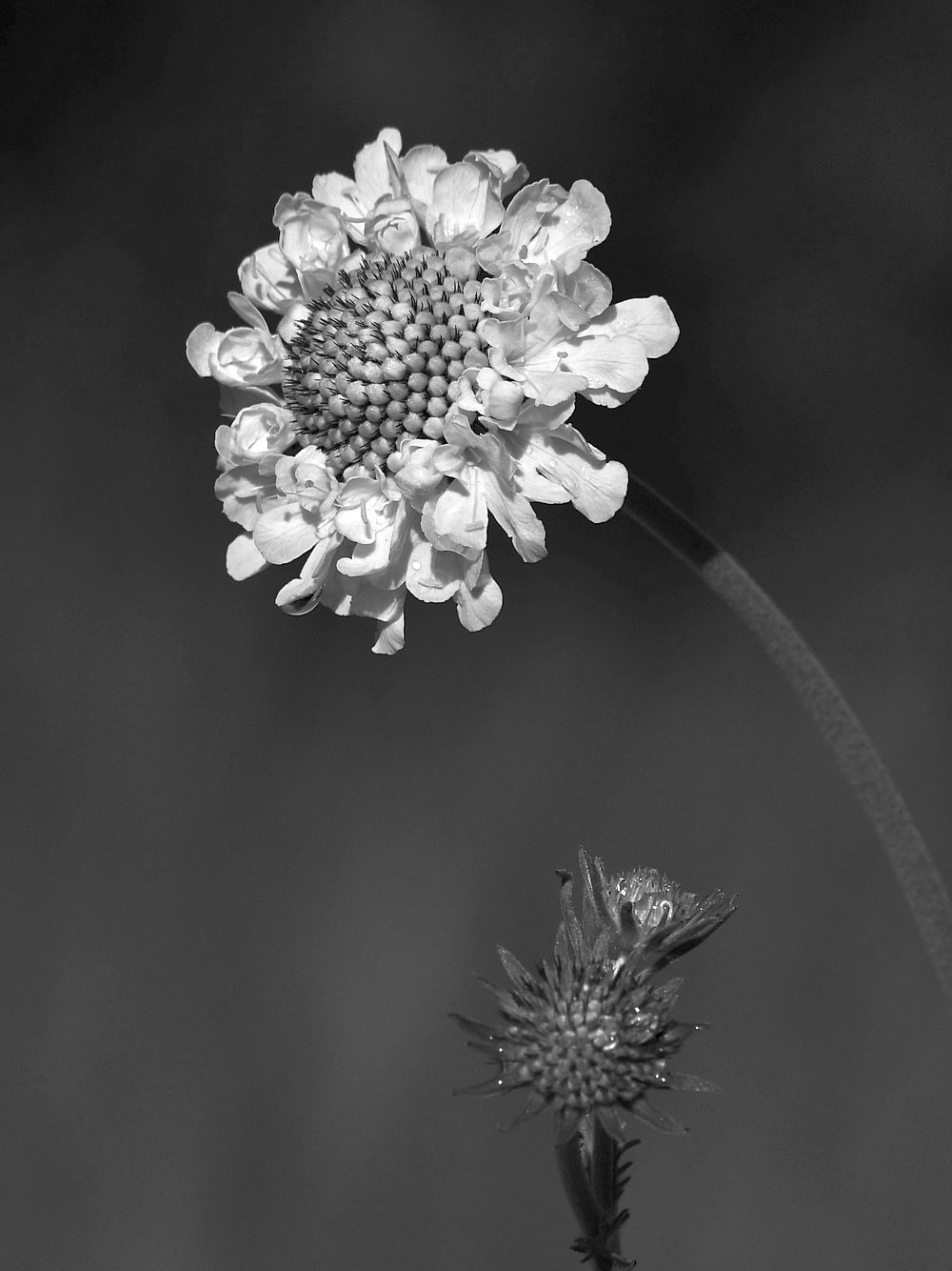 ConeFlowerBW.jpg