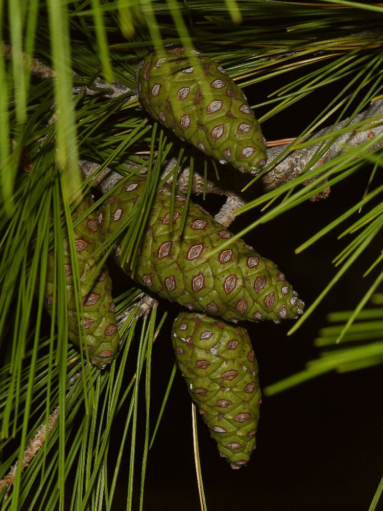 Cones.jpg