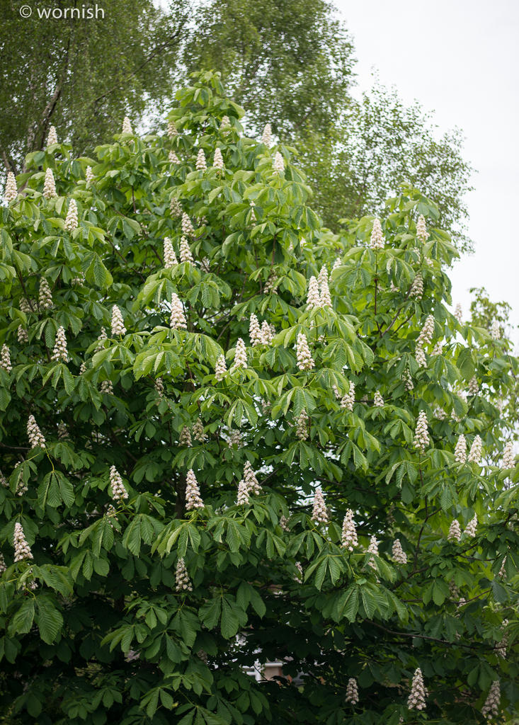 Conker Tree.jpg