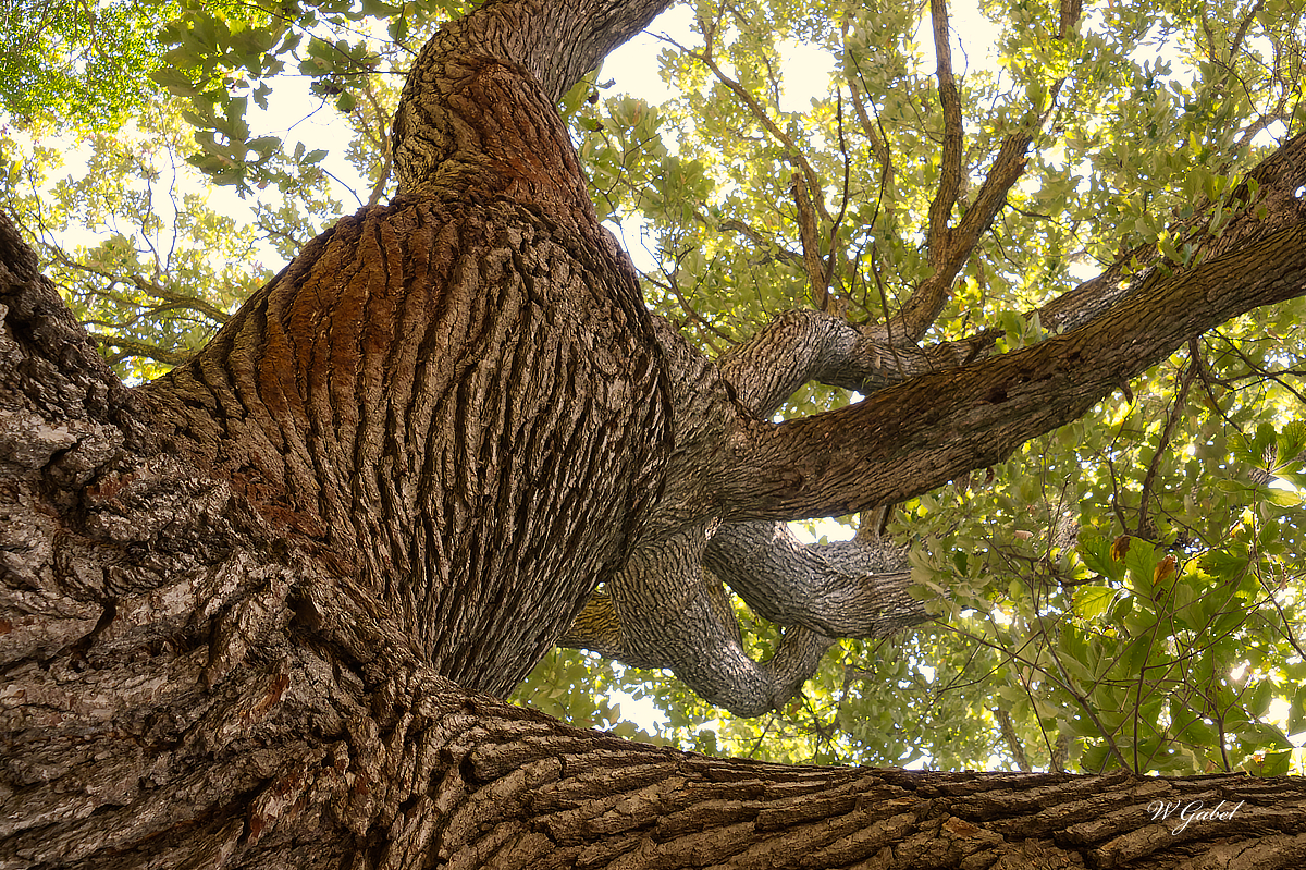 Converging branches sm.jpg
