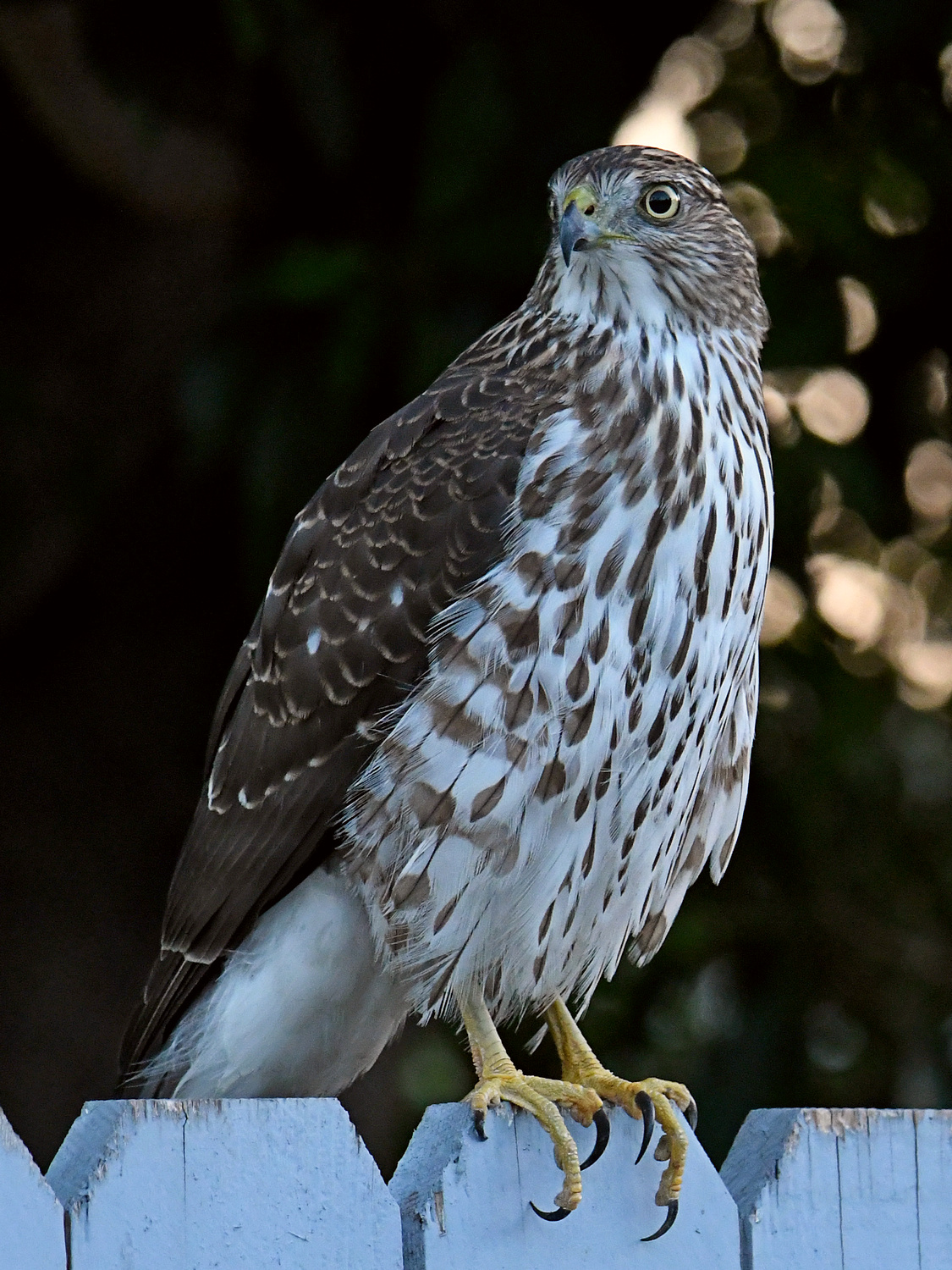 CooperHawk10.jpg