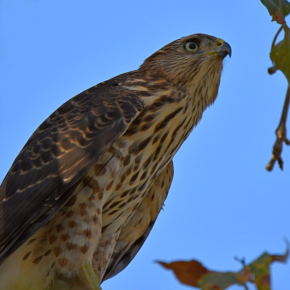 CooperHawk2.jpg