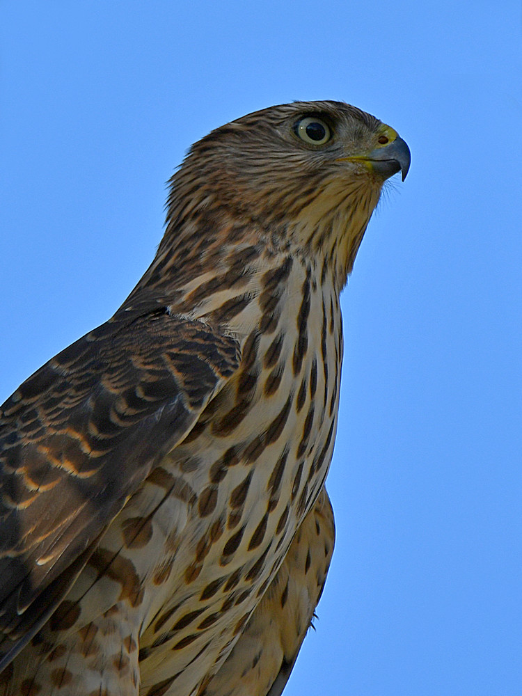 CooperHawk3.jpg