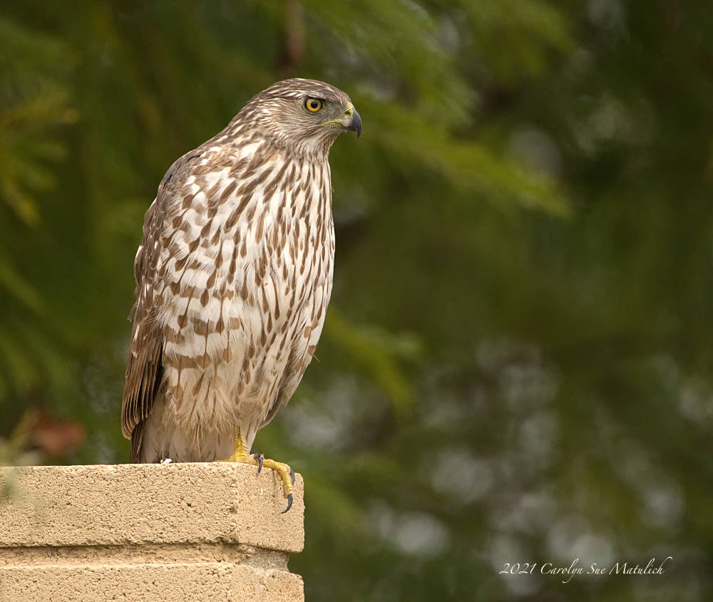 Coopers Hawk N LR_5003931.jpg