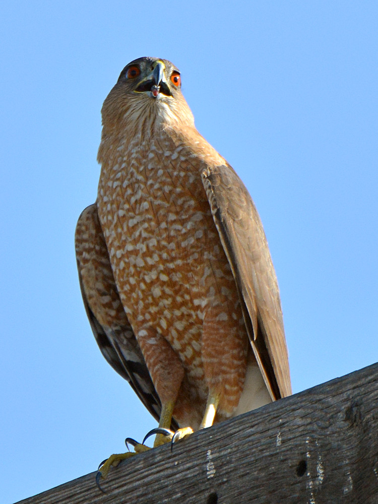 CoopersHawk.jpg
