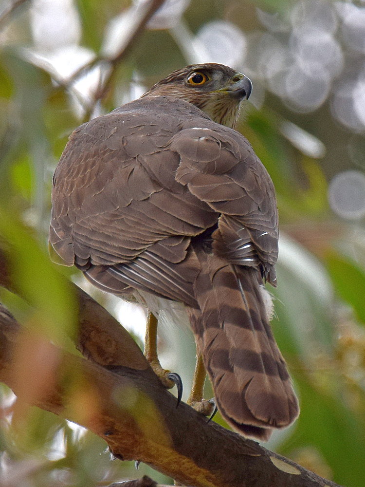 CoopersHawk.jpg