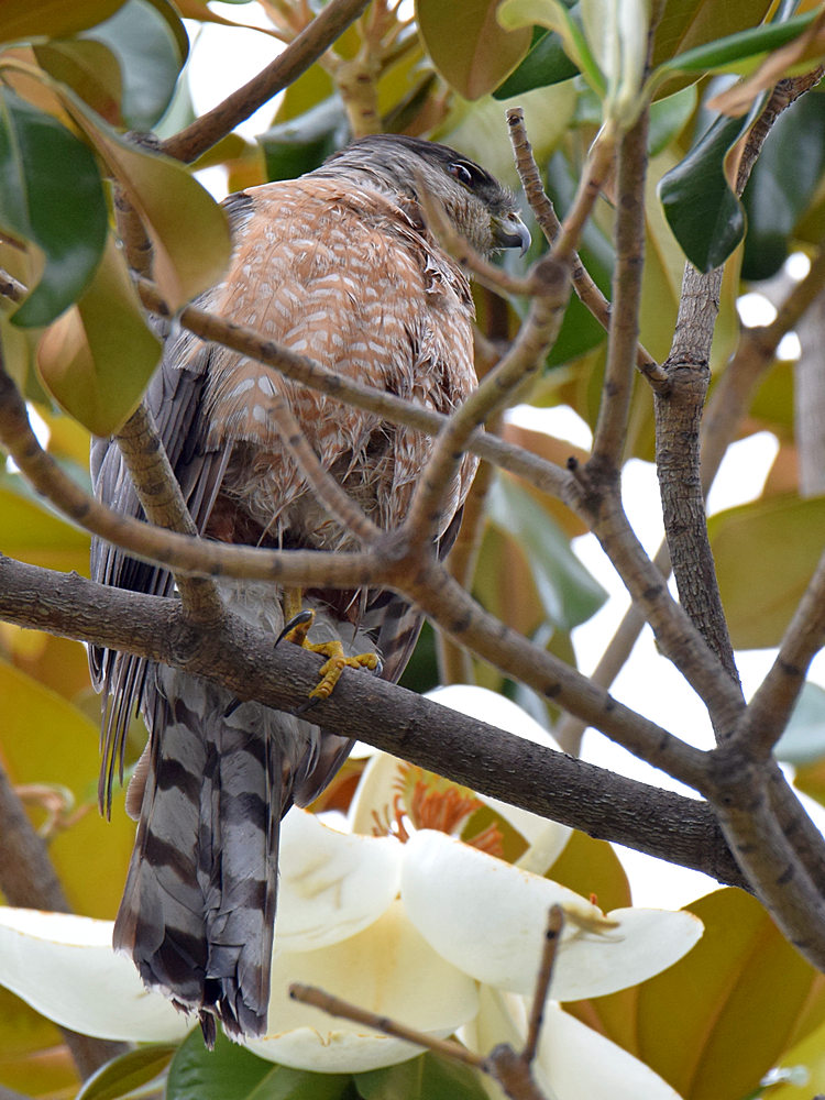 CoopersHawk.jpg