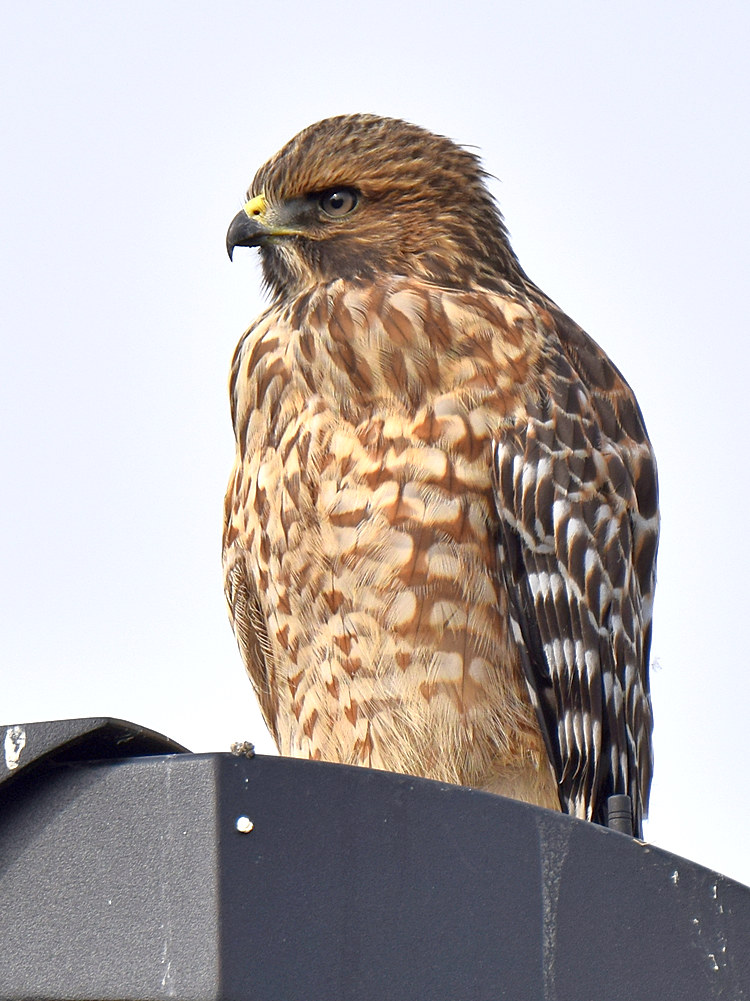 CoopersHawk.jpg