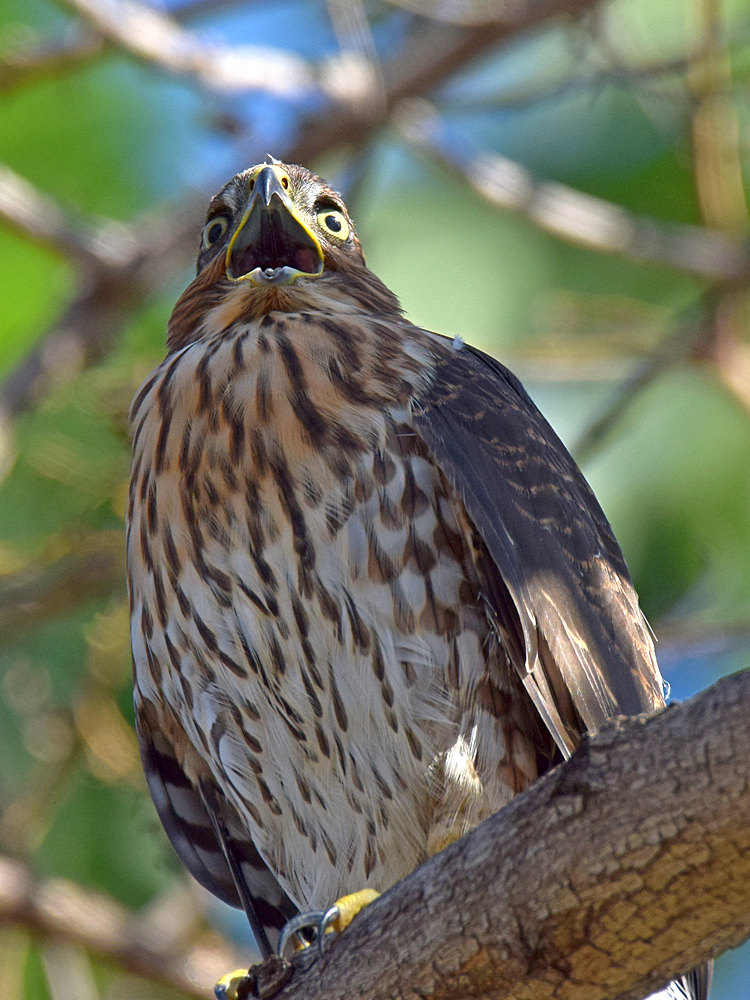 CoopersHawk.jpg
