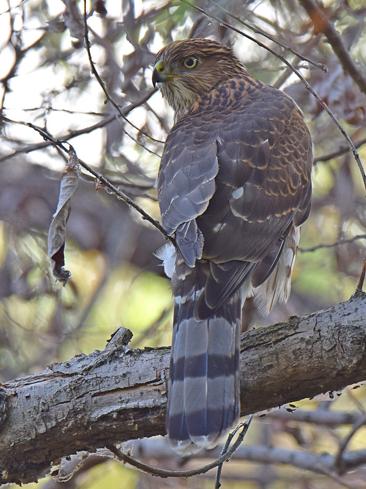 CoopersHawk.jpg