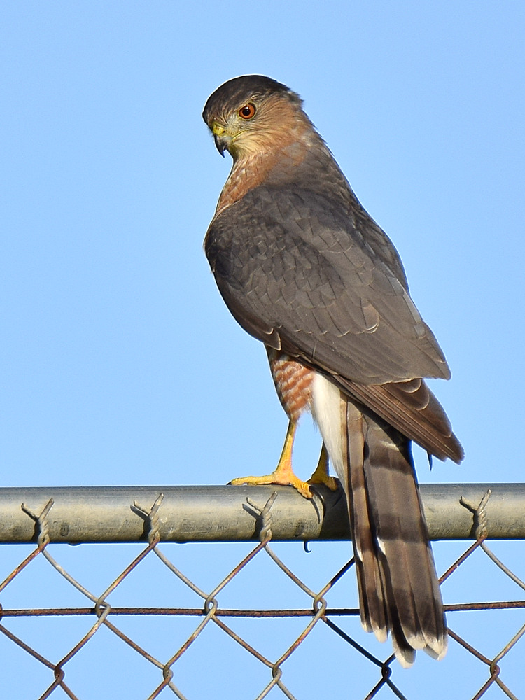 CoopersHawk.jpg