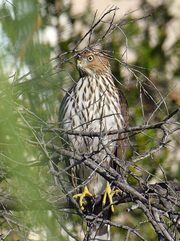 CoopersHawk.jpg