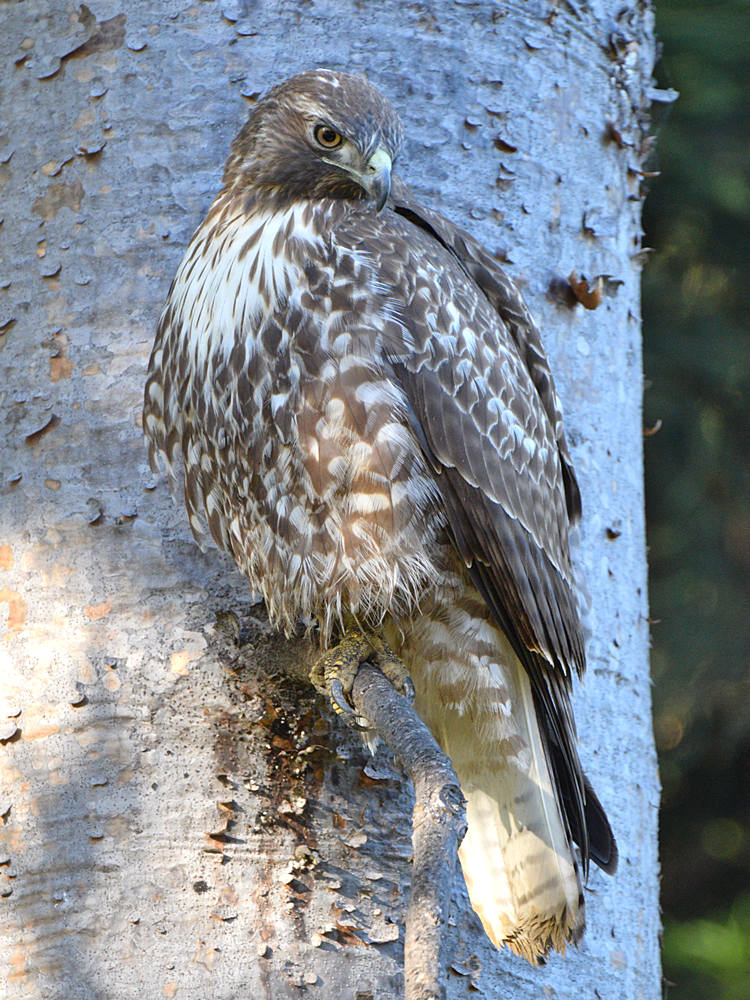 CoopersHawk.jpg