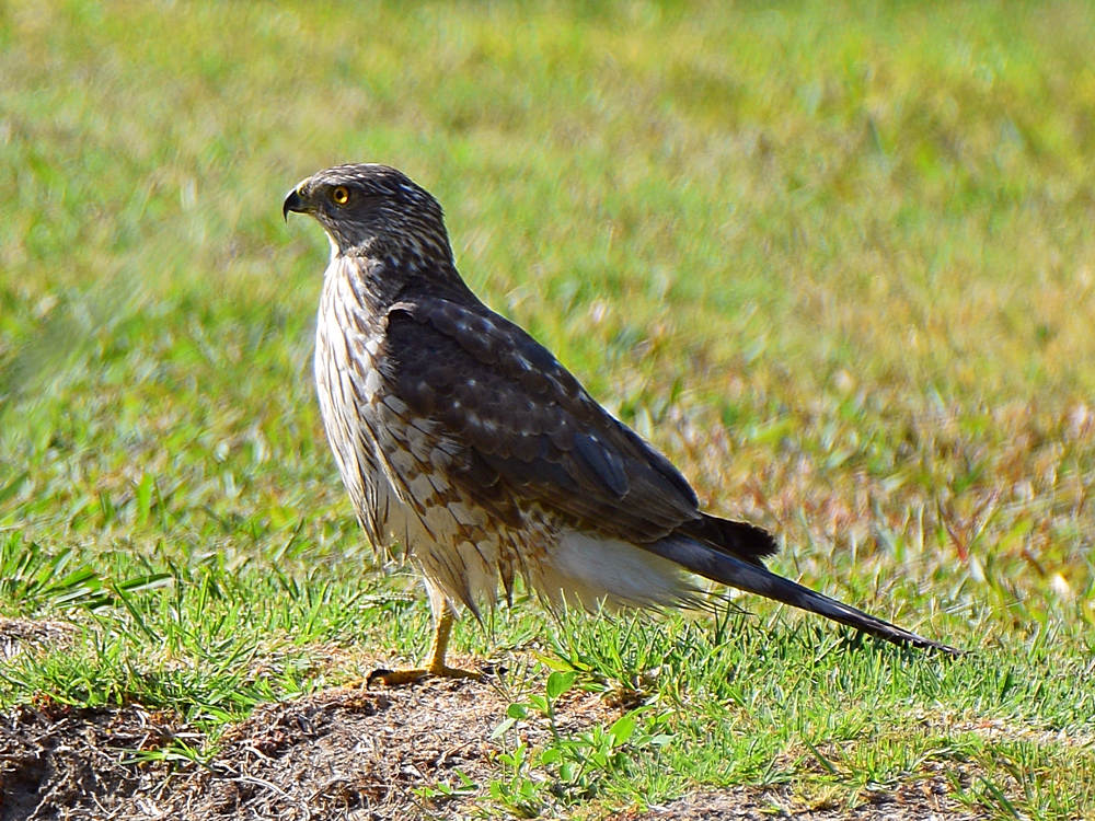CoopersHawk.jpg