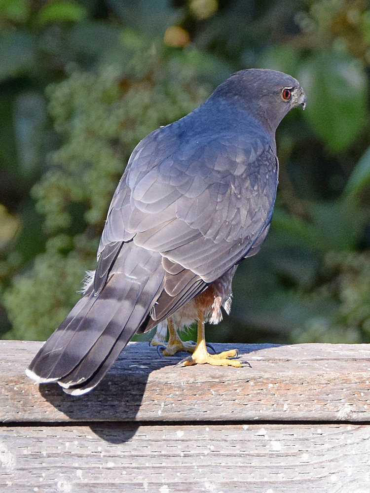 CoopersHawk.jpg