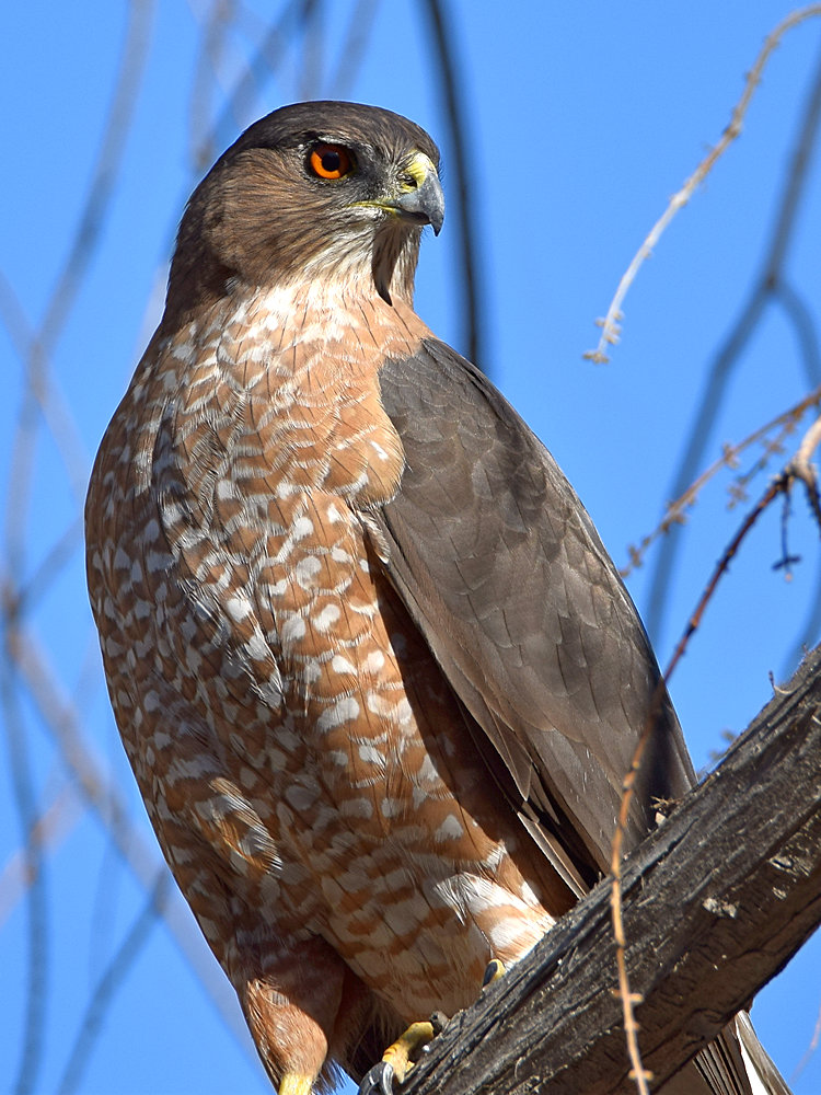 CoopersHawk.jpg