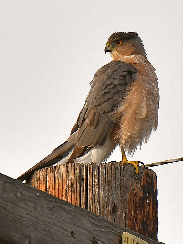 CoopersHawk.jpg