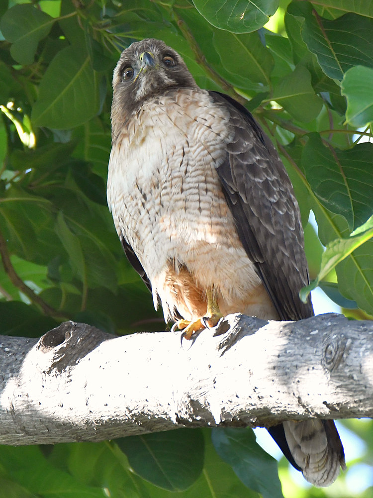CoopersHawk.jpg