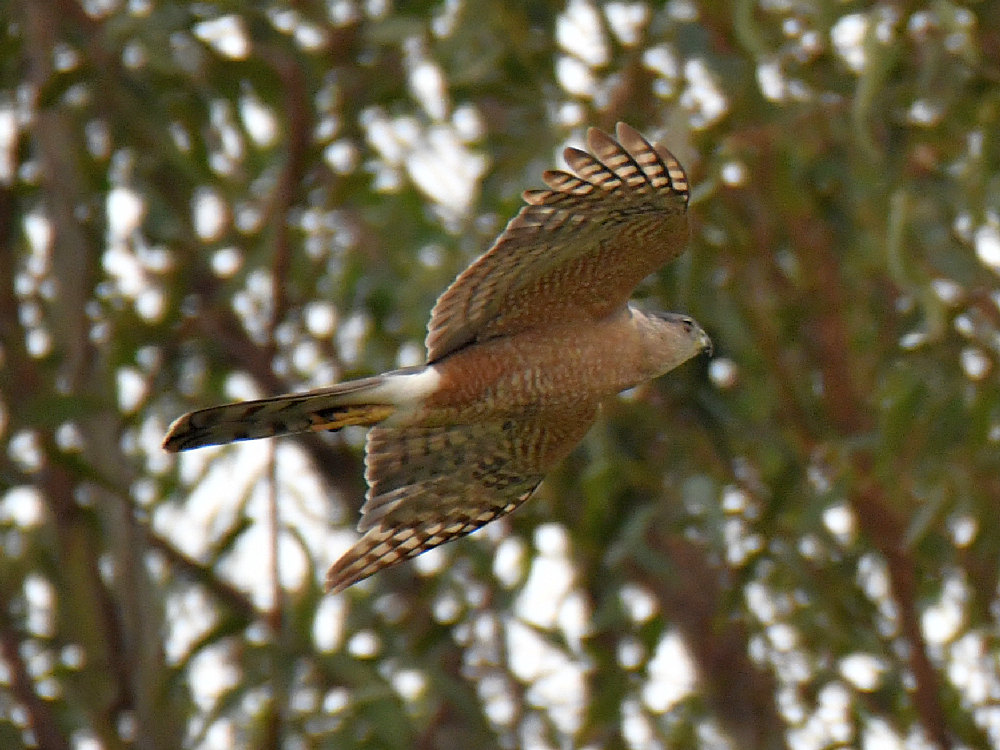 CoopersHawk.jpg