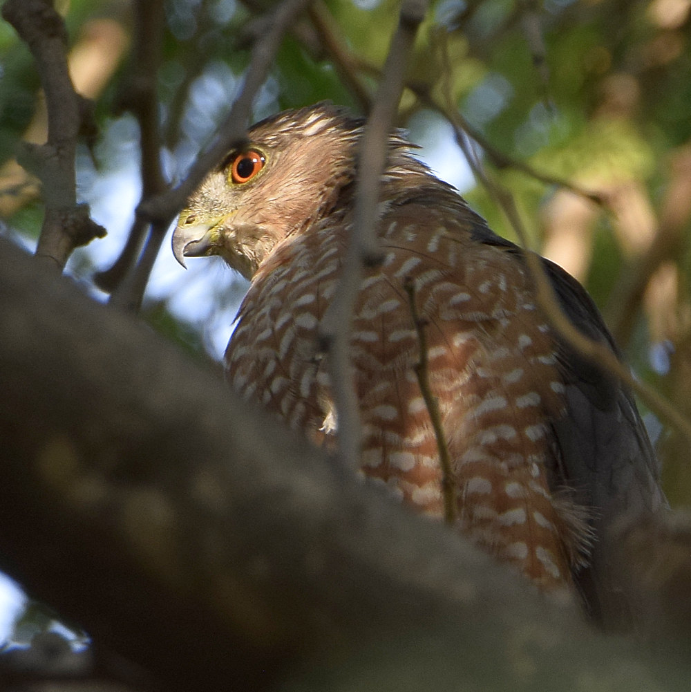 CoopersHawk.jpg