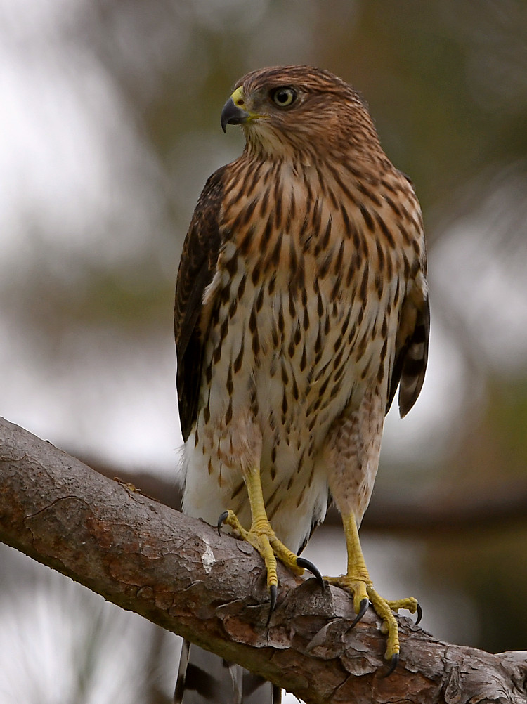 CoopersHawk.jpg
