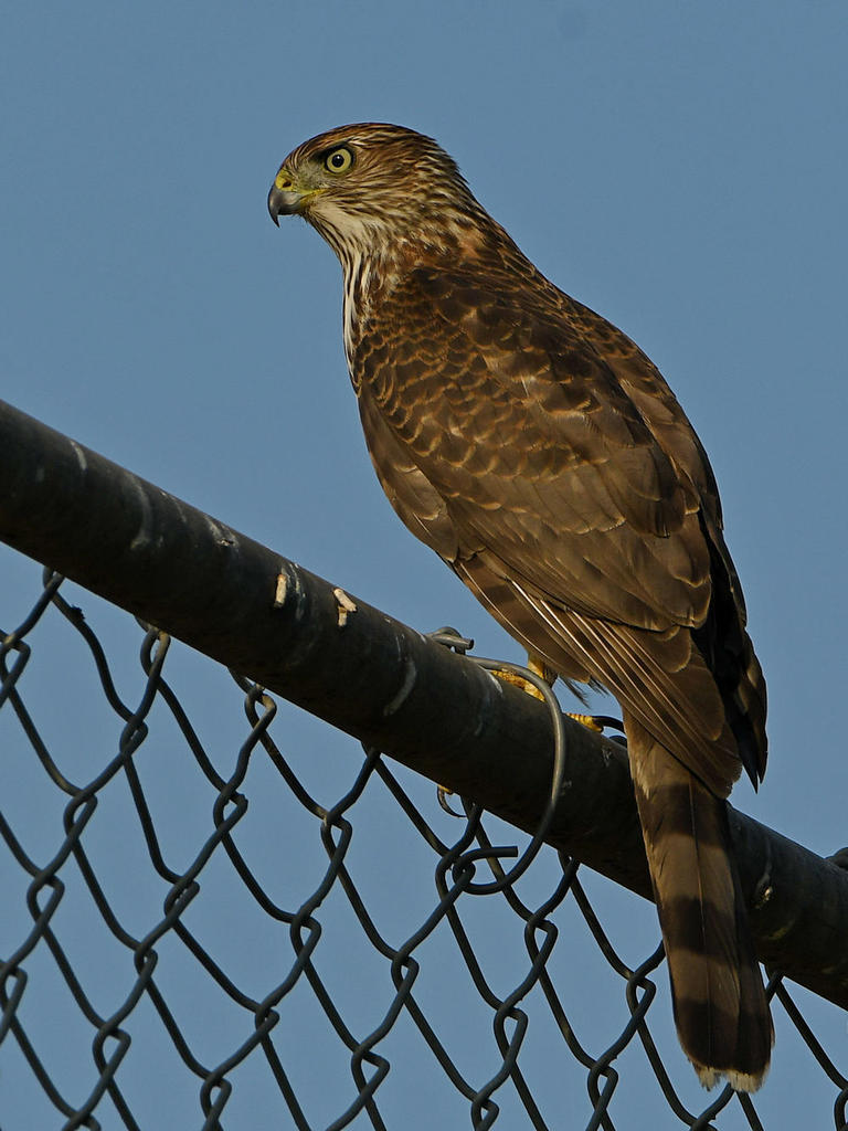 CoopersHawk.jpg