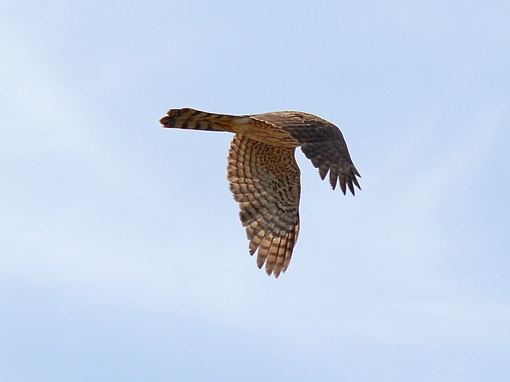 CoopersHawk.jpg