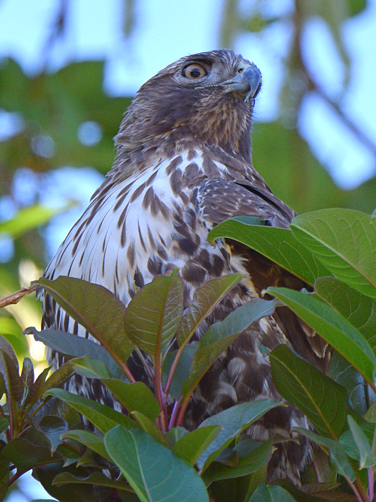 CoopersHawk10.jpg